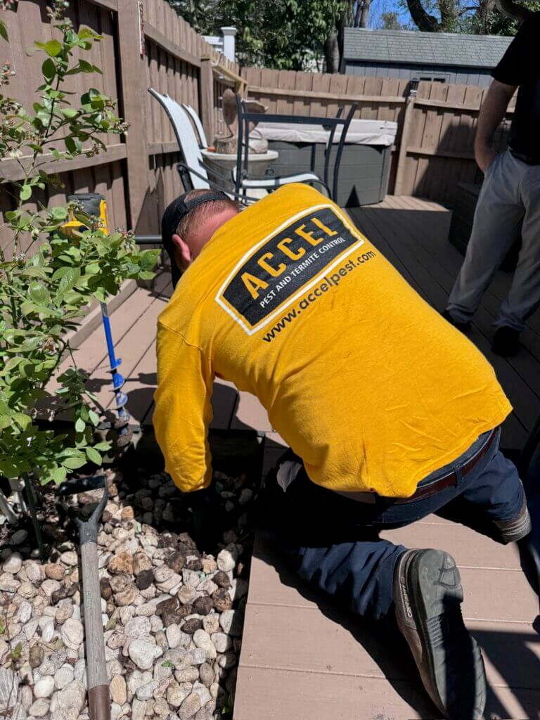 A pest control specialist from Accel Pest and Termite Control inspects and treats a bed of rocks.