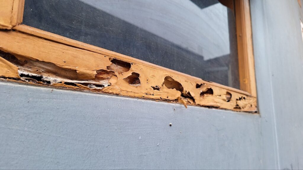 A closed window with a wooden frame chewed by termites, with serious damage.