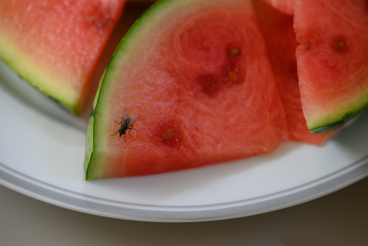 A housefly feeds on a watermelon on a plate.