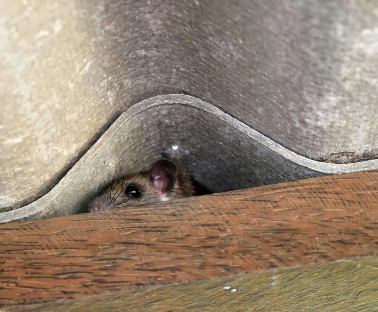 A small light grey mouse with pink ears and nose stands on a grey carpet next to a coiled white cable inside a home.