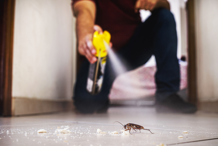 A cockroach eating crumbs on the floor, while someone sprays it with an over-the-counter pest treatment.