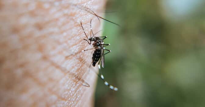 mosquito on skin