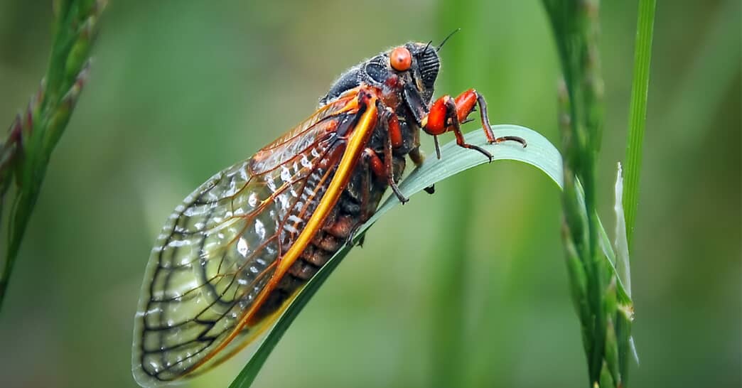 Cicada