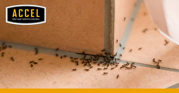 Ants in home