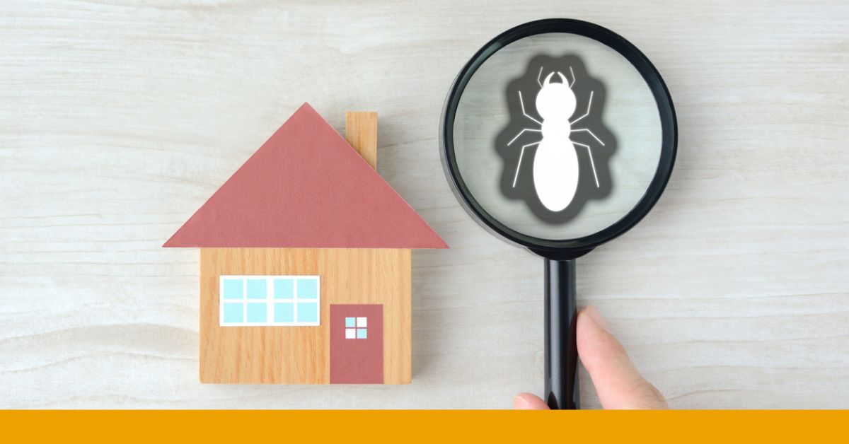 Detecting termites in a home