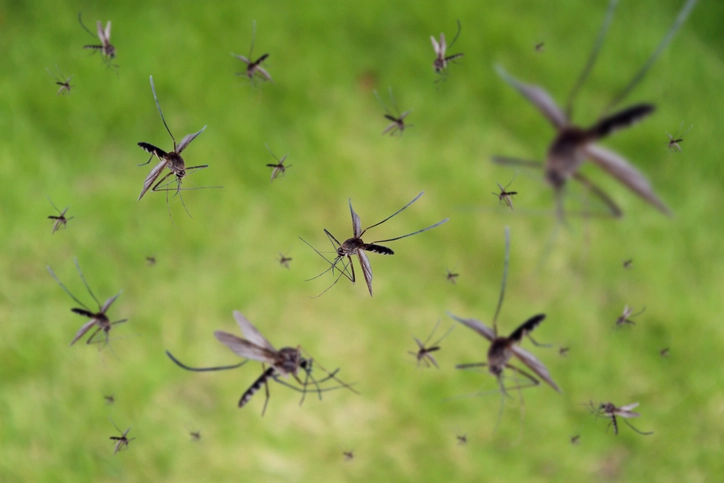 Many mosquitoes fly over green grass field stock photo
