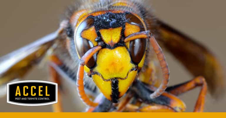 wasp face