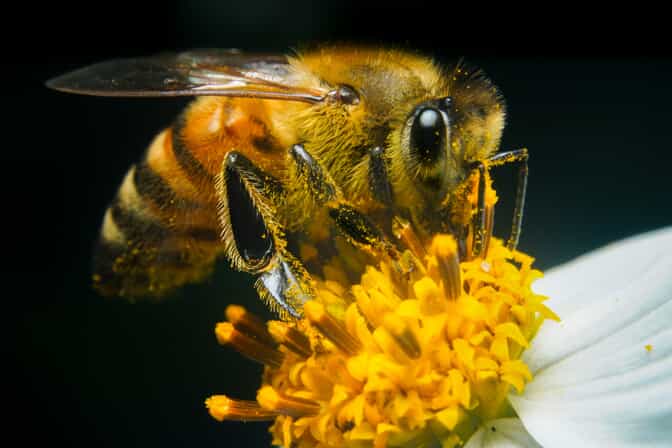 Bee on flower