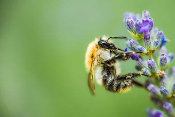 A bee on a flower. 