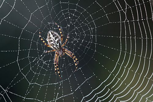 Types of spiders in Virginia