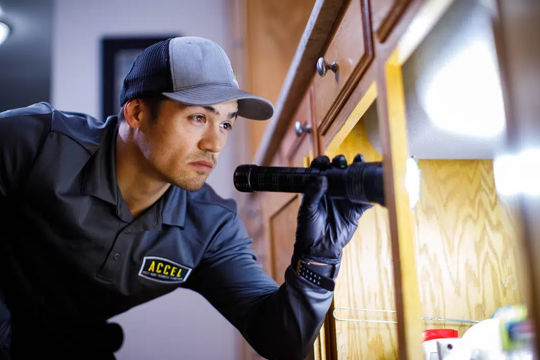 A male pest control technician wearing a grey Accel uniform and cap leans forward to shine a black flashlight into a cabinet under a kitchen counter.