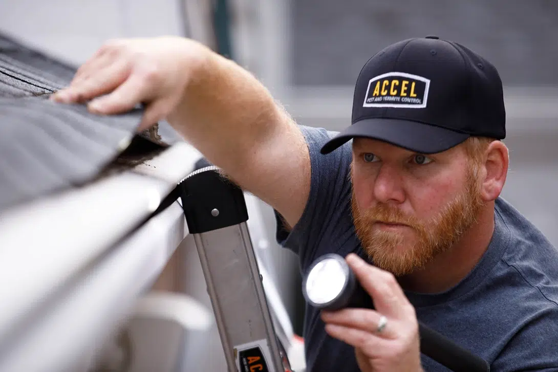 A bearded Accel Pest technician wearing a black cap stands on a ladder inspecting a gutter, using his hand to feel the roof edge while holding a flashlight.