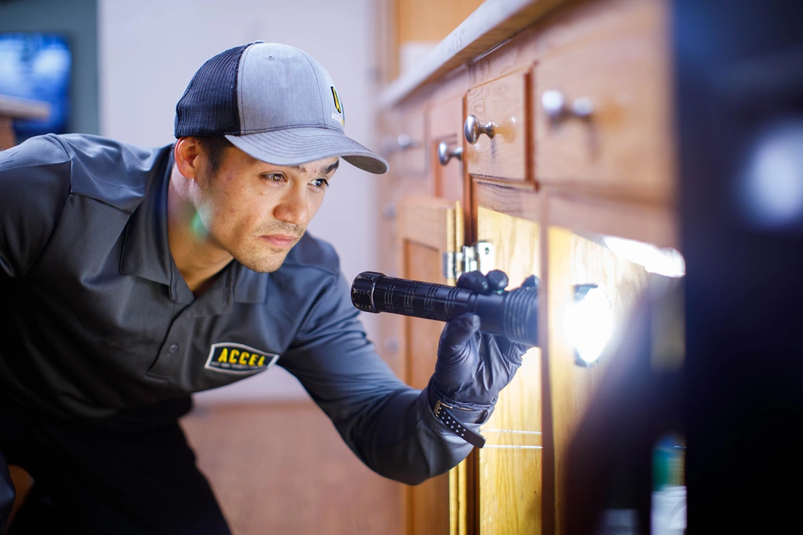 Pest control professional uses a flashlight to inspect under a counter.