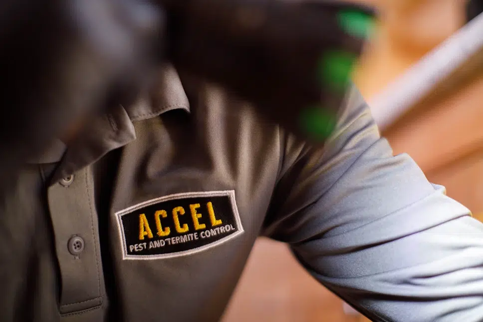 A close-up of a grey Accel Pest and Termite Control uniform with the embroidered company logo on the chest, with a gloved hand blurred in the foreground.