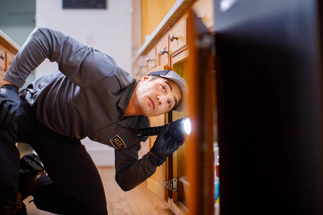 A male pest control technician wearing a grey Accel uniform kneels on a kitchen floor and shines a flashlight into a cabinet, inspecting for pests.