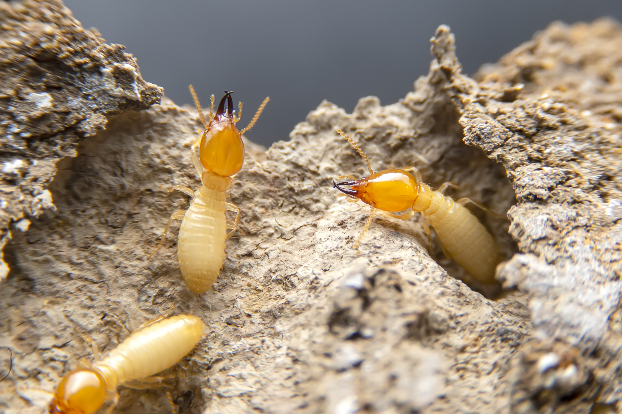 Eastern Subterranean Termite