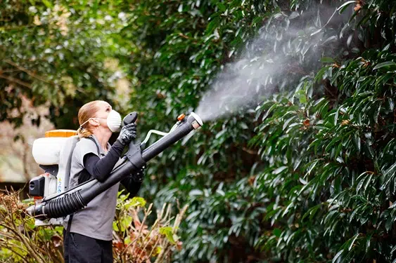 woman in mask spraying trees for pest control.