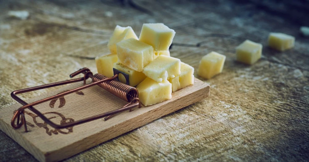 Pile of cheese on a mouse trap
