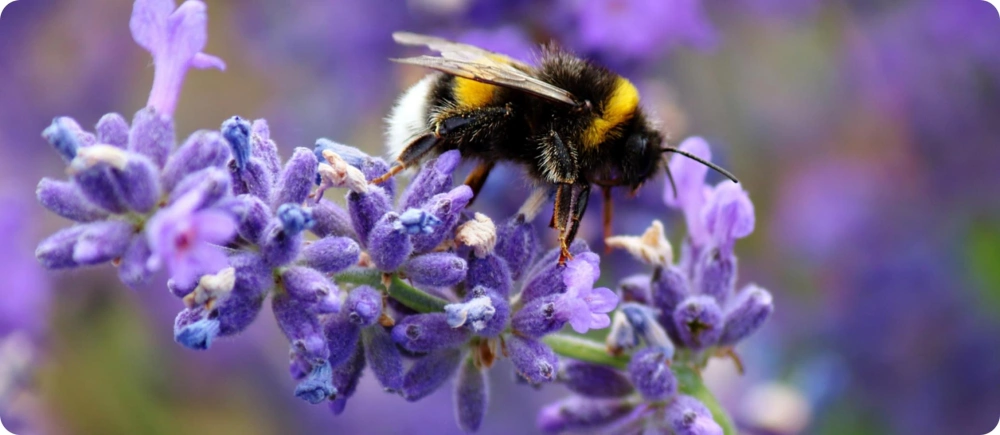 Bumblebees