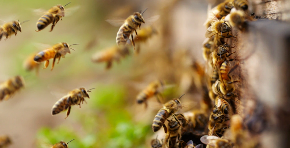 Bees landing on their hive.