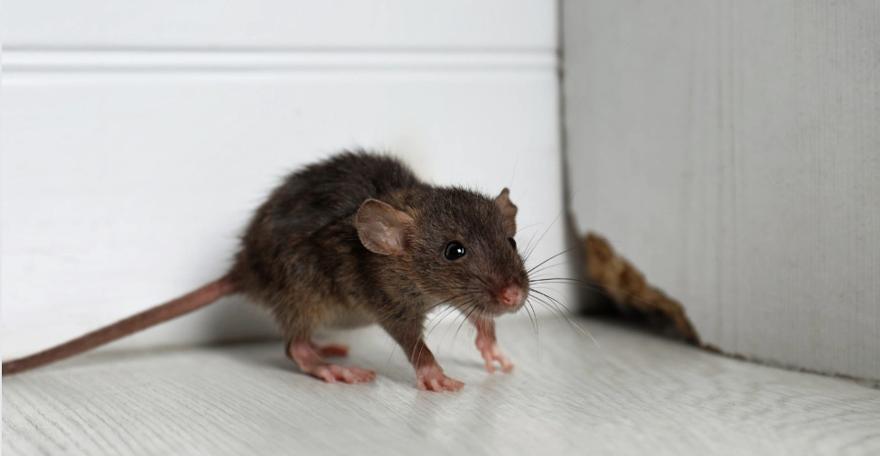 Mouse in front of chewed baseboards.