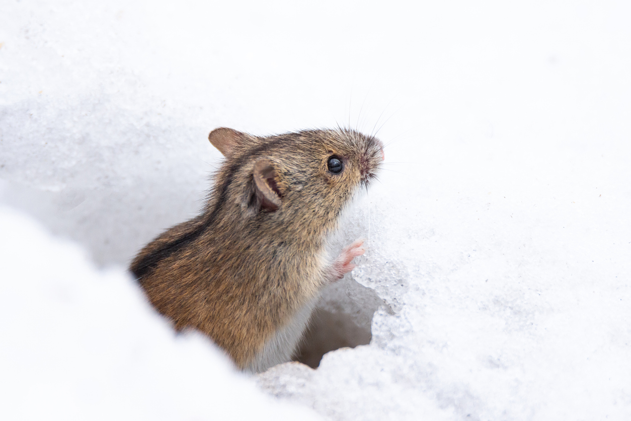 Striped field mouse looking from hole in snow in winter. Cute little common rodent animal in wildlife