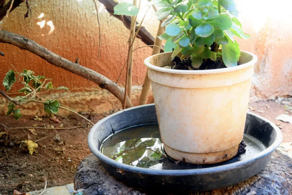 abandoned plastic bowl in a vase with stagnant water inside. close up view