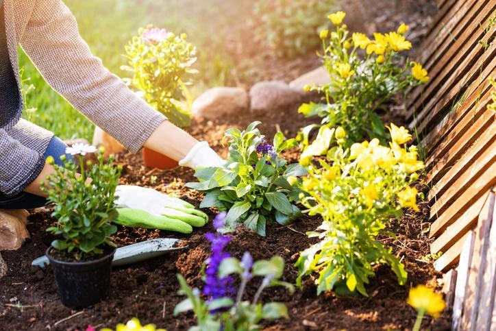 Woman inspecting the soil of her garden
