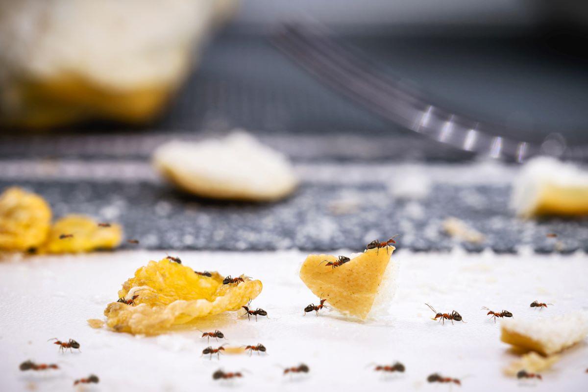 Ants eating the remnants of bread on a table.