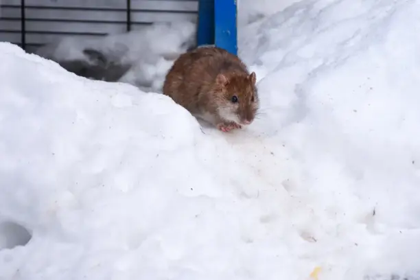 Mouse during the winter