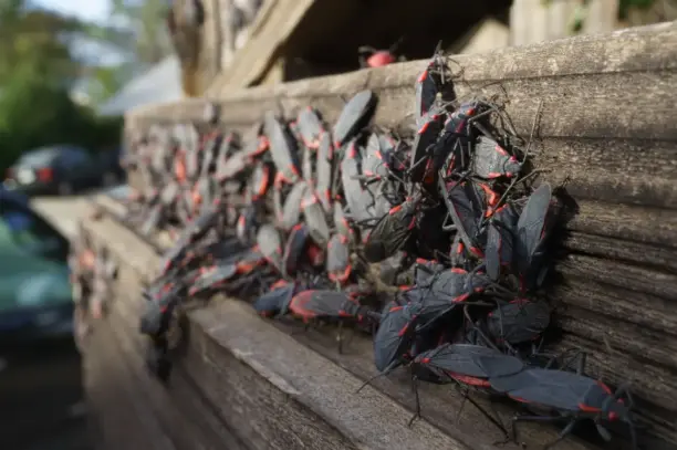 Box-elder bugs