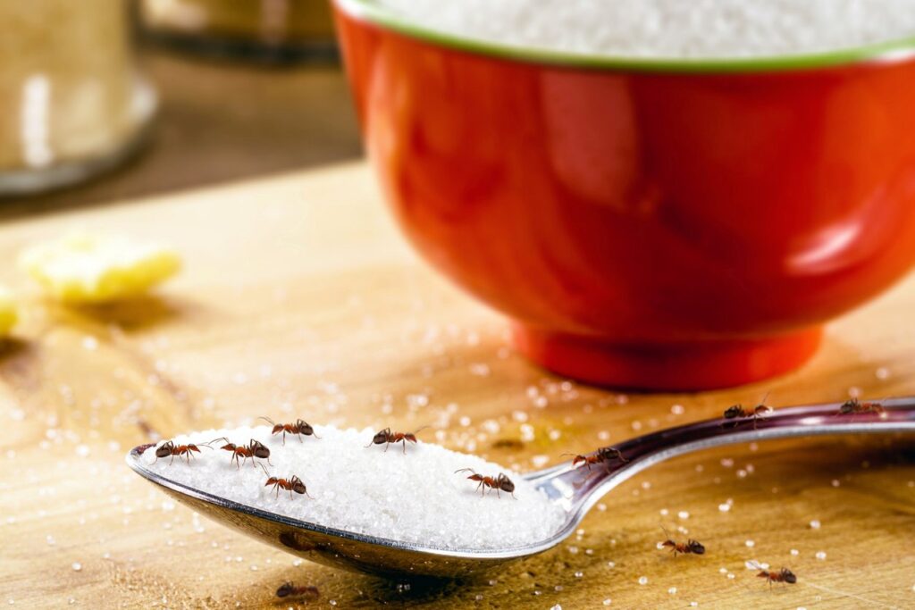 Red ants march across a spoon to eat granulated sugar.