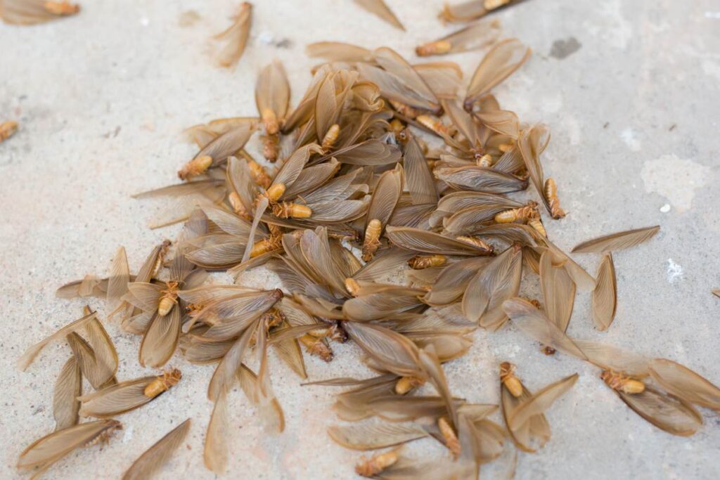 The discarded wings and deceased bodies of termite swarmers in a pile on a concrete surface.