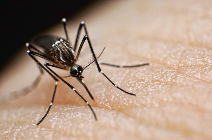 A mosquito feeding on blood from a person’s hand.