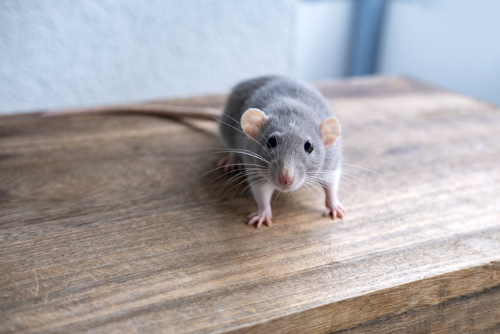 A rodent stands on a wooden counter.