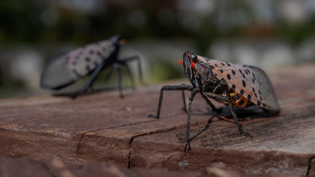 A spotted lanternfly displaying its black and red spots on a wooden table.