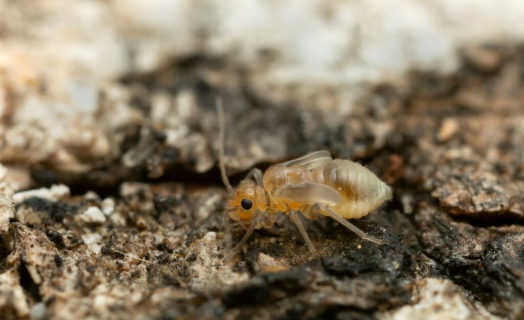 A white booklouse crawls across a patch of dry dirt.