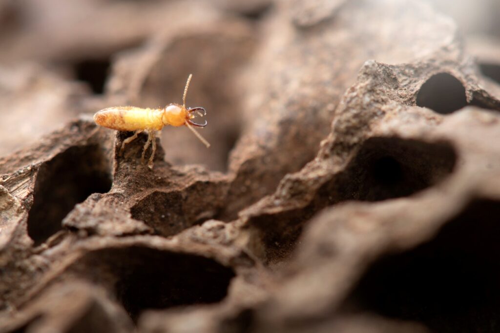A lonely white termite walking on a wooden surface.
